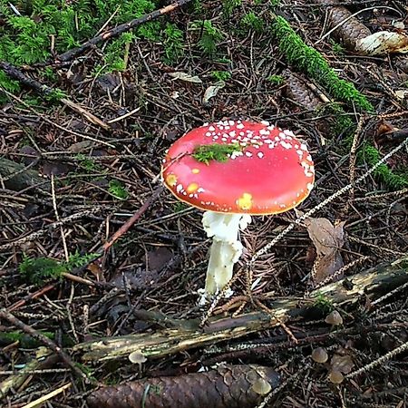 Tiny-Ferienhaeusle Casa Wendy Villa Loßburg Dış mekan fotoğraf